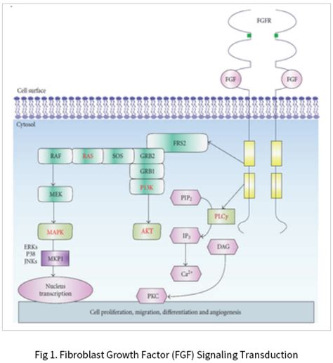 Fibroblast Growth Factor (FGF) Signaling Transduction