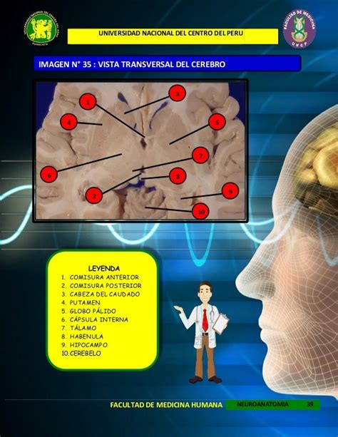 Atlas neuroanatomia