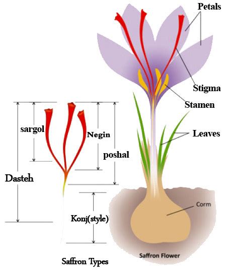 ABOUT SAFFRON