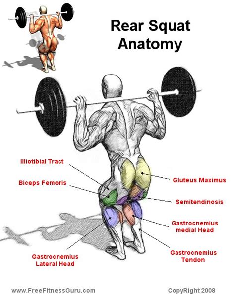 Squat Muscles Worked Diagram