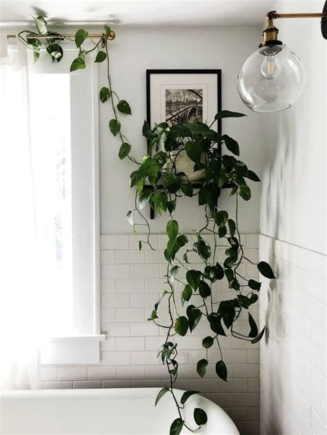 10+ Hanging Plants In Bathroom - DECOOMO