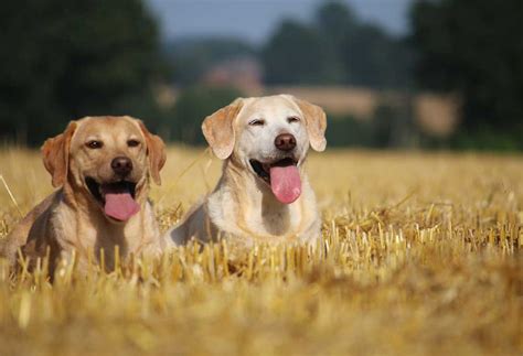 Why Do White Lab Puppies Turn Yellow? - PatchPuppy.com