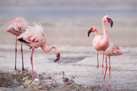 Explore Lake NAtron - The perfect Breeding Place for Flamingos