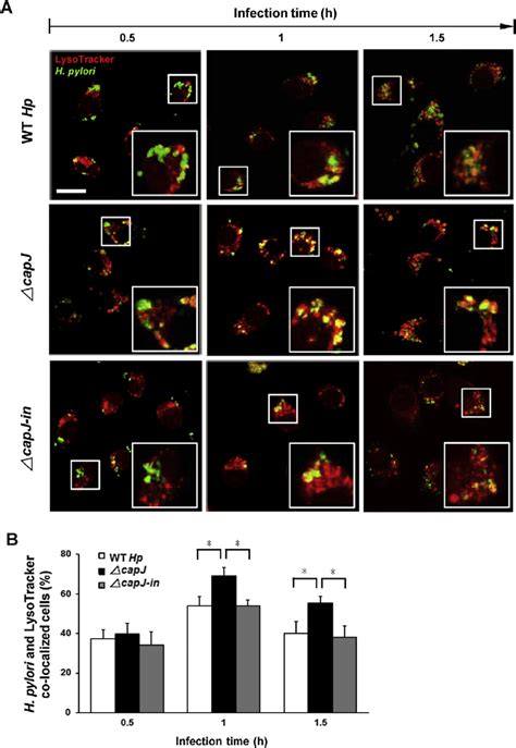 Colocalization of LysoTracker with Helicobacter pylori in infected ...