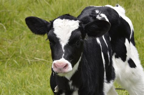 Dairy Calf & Heifer Meeting Heads To Appleton - The Farm