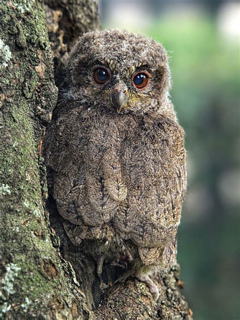 20 Amazing Examples of Owl Camouflage | Bored Panda