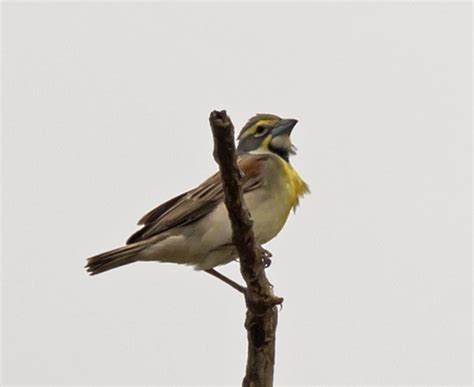 Pictures and information on Dickcissel