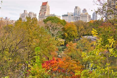 Central Park Fall Foliage Guide | 2023 Best Locations & Foliage Map