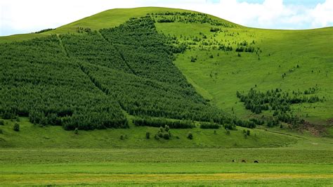 Bashang Grassland in summer - China.org.cn