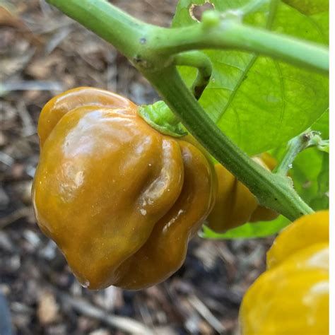 Gold Scotch Bonnet Pepper Seeds | Tyler Farms