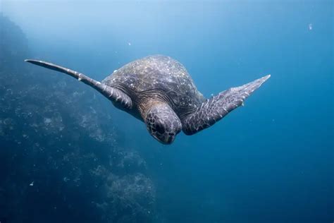 Galapagos Scuba Diving Liveaboard: The Cost & Best Time To Go