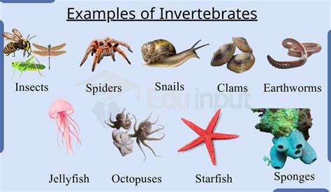 Examples of Invertebrates Animals