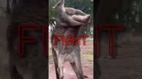 Kangaroo Fight 🦘// Tekken Style // Roger JR. - YouTube