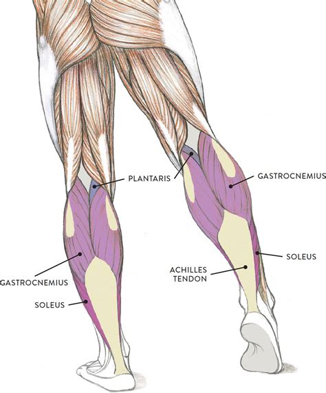 Leg Muscles Diagram Pain