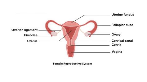 Do humans have an oviduct?