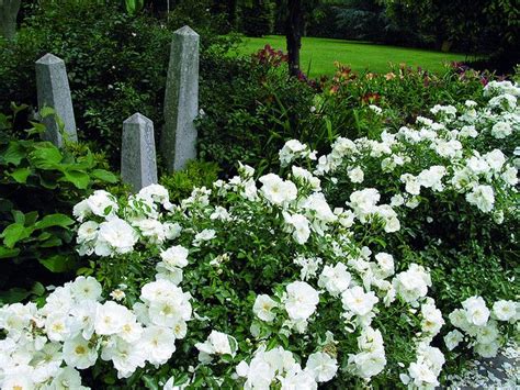 Flower Carpet roses (White) - deer resistent - low ground cover - lots of color choices (With ...
