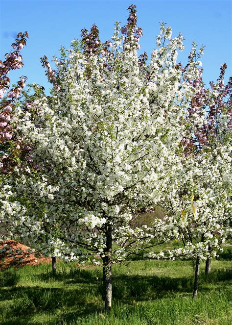 Trees We Love - Crabapple | Shade Tree Farm