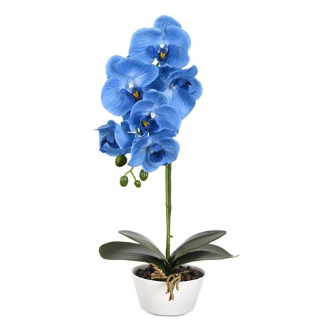 Orquideas Azules