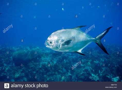 Permit Fish High Resolution Stock Photography and Images - Alamy