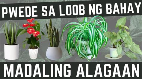 20 HALAMAN na pwede ALAGAAN sa LOOB ng BAHAY | Indoor PLANTS na madali i-maintain at buhayin ...