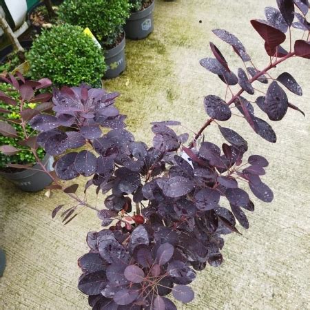 Cotinus coggygria 'Royal Purple' - Clockhouse Nurseries