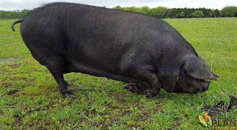 Large Black Pig: Different Breeds Of Swine - Farming Plan