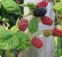 Marionberry fruit, plants, nutrition database, marionberry pie recipe ...