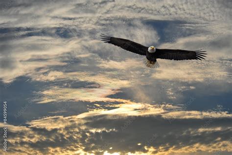 Bald Eagle flying over Alaska Stock Photo | Adobe Stock