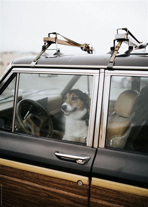 "Dog In Car Window" by Stocksy Contributor "Caleb Gaskins" - Stocksy