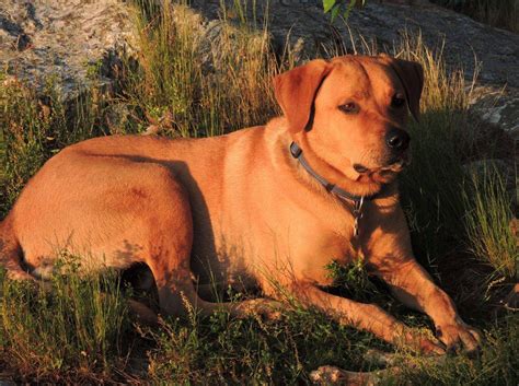 Rhodesian Ridgeback Labrador Retriever Mix Dog For Adoption Austin Texas