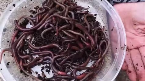 Invasive crazy worms are snaking their way across Maine | WGME