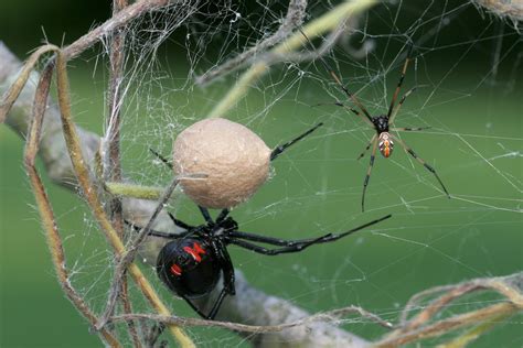 How to tell the difference between a male and female black widow - Proactive Pest Control