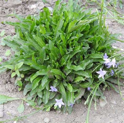 Rapunzel [RAMPION] (Campanula rapunculus), potted plant, organic | Strictly Medicinal Seeds