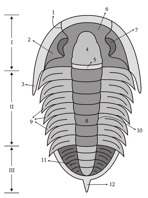 What is a Trilobite? - FossilEra.com