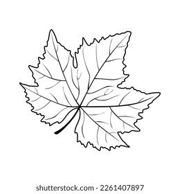 Hand Drawing Grape Leaf Isolated Vector Stock Vector (Royalty Free) 2261407897 | Shutterstock