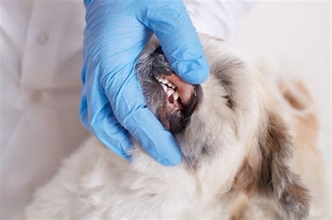 Best Techniques for Removing Fibrosarcoma from Dog's Maxilla