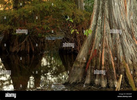 Cypress Tree in Bayou near Caddo Lake, Shreveport, Louisiana, USA Stock Photo - Alamy