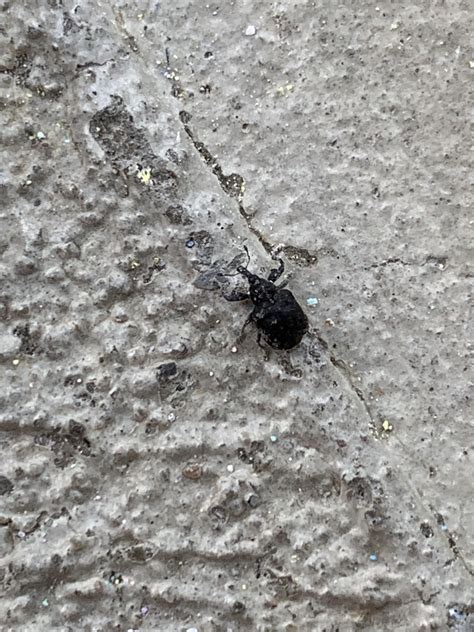 We call them fake ticks, but what are they? : r/whatisthisbug