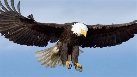 Eagle Facts, Worksheets, Size, Diet, Habitat & Offspring For Kids