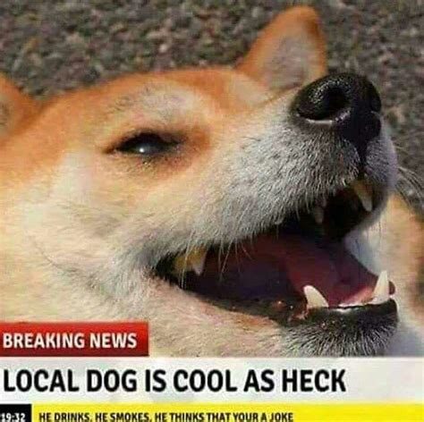 Doggo Meme Dump | Dank Memes Amino