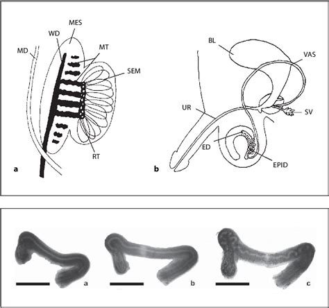 Figure 2 from Regulation of Wolffian Duct Development | Semantic Scholar