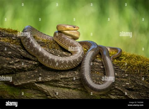 Wildlife photo of Aesculapian snake Zamenis longissimus Stock Photo - Alamy