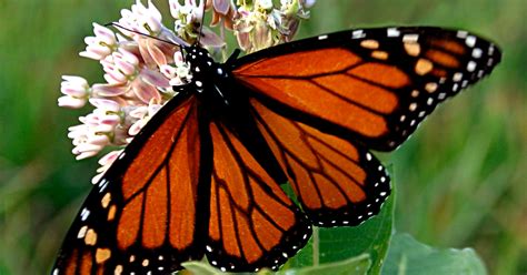 Species Spotlight: Monarch Butterfly