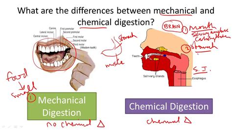 Mechanical and Chemical Digestion: Salivary Glands and the Stomach - YouTube