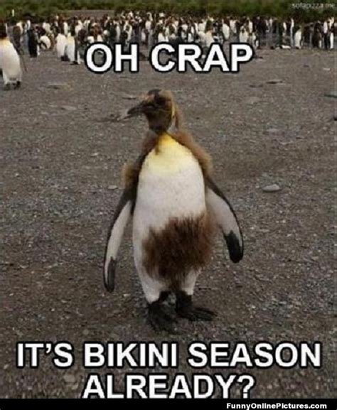 24 Memes That Prove Penguins Are The Funniest Animals On Earth | Cuteness