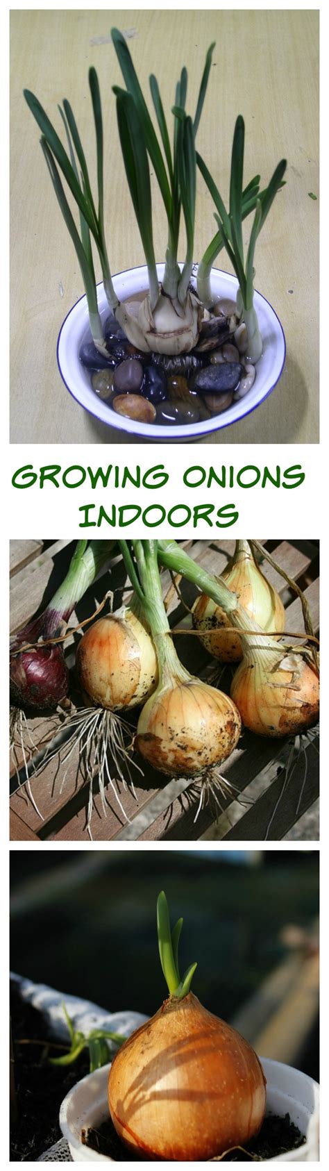 Growing Onions indoors - The Gardening Cook