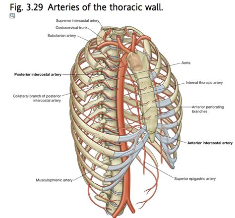 Internal Thoracic Artery