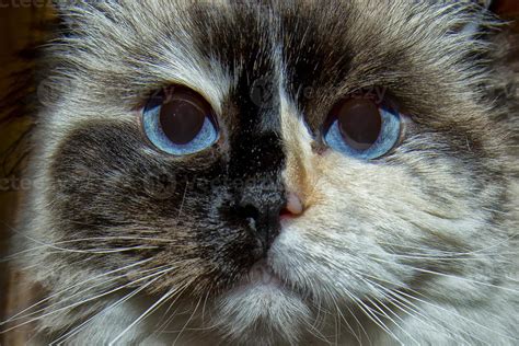 Ragdoll cat blue eyes 20178185 Stock Photo at Vecteezy