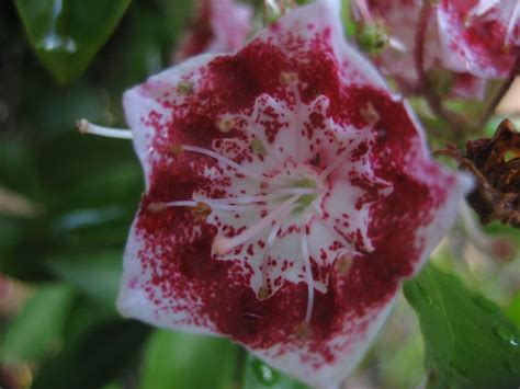 Mountain Laurel, state flower of PA | Pretty flowers, Mountain laurel, Flowers