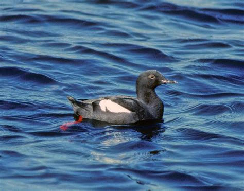 Free picture: pigeon, guillemot, marine, bird, cepphus columba